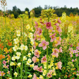 Rainbow Rapeseed Seeds - Ornamental Flower Seeds for Gardening