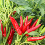 Tasty Upward-Growing Chili Pepper Seeds - Hybrid F1, High Yield, Compact Plant, Intense Pungency, High Disease Resistance