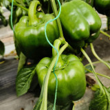 Square Green Pepper Seeds - Mid-Early Maturing, Thick Flesh, Excellent Storage Life, for Greenhouse & Fall Cultivation