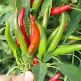 Tasty Upward-Growing Chili Pepper Seeds - Hybrid F1, High Yield, Compact Plant, Intense Pungency, High Disease Resistance