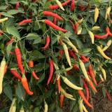 Yanjiao 528 Facing Heaven Pepper Seeds - Hybrid, High Yield, Medium-Hot Chili, High Transport Tolerance