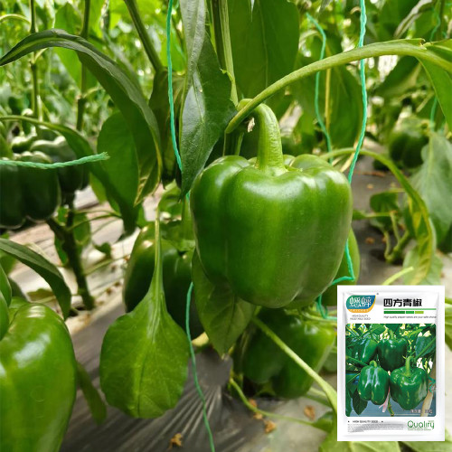 Square Green Pepper Seeds - Mid-Early Maturing, Thick Flesh, Excellent Storage Life, for Greenhouse & Fall Cultivation