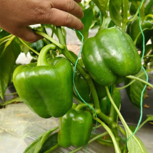 Square Green Pepper Seeds - Mid-Early Maturing, Thick Flesh, Excellent Storage Life, for Greenhouse & Fall Cultivation