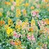 Rainbow Rapeseed Seeds - Ornamental Flower Seeds for Gardening