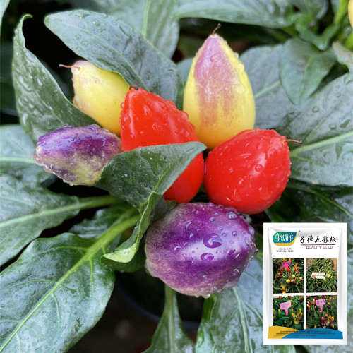 Ornamental Pepper Seeds - Colorful Edible Perennial Plant with Vitamin C, for Pots & Indoor Decor