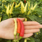 Yanjiao 528 Facing Heaven Pepper Seeds - Hybrid, High Yield, Medium-Hot Chili, High Transport Tolerance