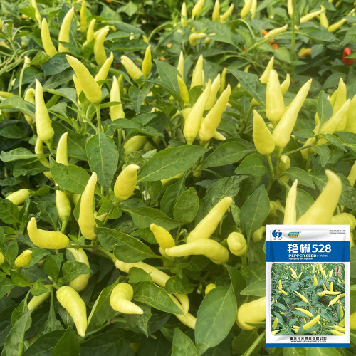 Yanjiao 528 Facing Heaven Pepper Seeds - Hybrid, High Yield, Medium-Hot Chili, High Transport Tolerance