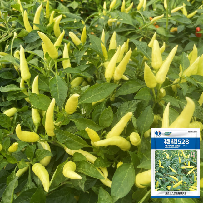 Yanjiao 528 Facing Heaven Pepper Seeds - Hybrid, High Yield, Medium-Hot Chili, High Transport Tolerance