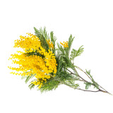 Silver Wattle Seeds -  Fragrant Yellow Flowers, Winter Blooming