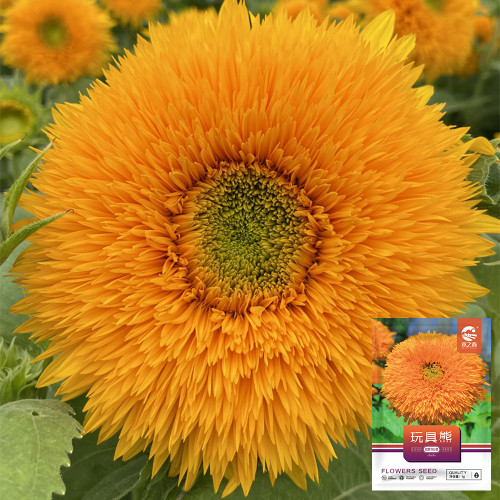 Giant Teddy Bear Sunflower Seeds - Ornamental, Edible, Cut Flower, Easy to Grow