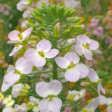 Rainbow Rapeseed Seeds - Ornamental Flower Seeds for Gardening