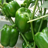 Square Green Pepper Seeds - Mid-Early Maturing, Thick Flesh, Excellent Storage Life, for Greenhouse & Fall Cultivation