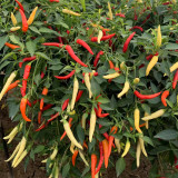 Yanjiao 528 Facing Heaven Pepper Seeds - Hybrid, High Yield, Medium-Hot Chili, High Transport Tolerance