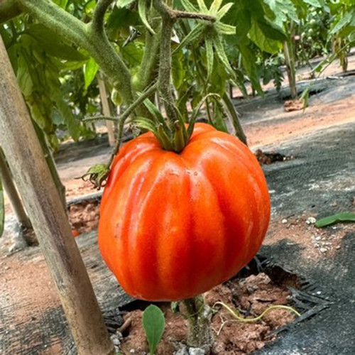 CORAZON Tomato Seeds - Golden-Orange, Thin-Skinned, Heirloom Flavor, High Yield