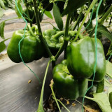 Square Green Pepper Seeds - Mid-Early Maturing, Thick Flesh, Excellent Storage Life, for Greenhouse & Fall Cultivation
