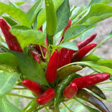 Tasty Upward-Growing Chili Pepper Seeds - Hybrid F1, High Yield, Compact Plant, Intense Pungency, High Disease Resistance