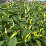 Yanjiao 528 Facing Heaven Pepper Seeds - Hybrid, High Yield, Medium-Hot Chili, High Transport Tolerance