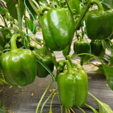 Square Green Pepper Seeds - Mid-Early Maturing, Thick Flesh, Excellent Storage Life, for Greenhouse & Fall Cultivation