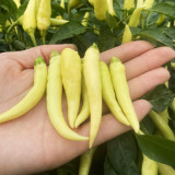 Yanjiao 528 Facing Heaven Pepper Seeds - Hybrid, High Yield, Medium-Hot Chili, High Transport Tolerance