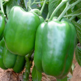 Square Green Pepper Seeds - Mid-Early Maturing, Thick Flesh, Excellent Storage Life, for Greenhouse & Fall Cultivation