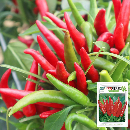 Tasty Upward-Growing Chili Pepper Seeds - Hybrid F1, High Yield, Compact Plant, Intense Pungency, High Disease Resistance