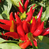 Tasty Upward-Growing Chili Pepper Seeds - Hybrid F1, High Yield, Compact Plant, Intense Pungency, High Disease Resistance
