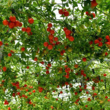 Shouguang Tomato Tree - Crack-Resistant, Sweet Flavor