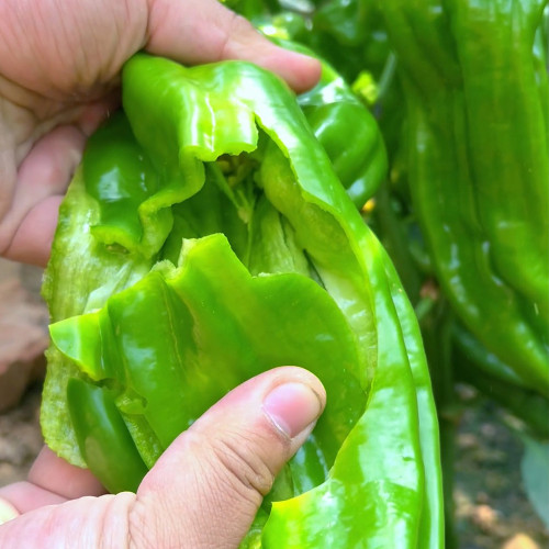 Crisp Thin-Skinned Chili Seeds - Wrinkled Emerald Green, Crisp & Spicy Flavor, High Production