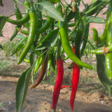 Meiren Chili Pepper Seeds - High-Yield Hot Pointed Pepper, Stable Yields, Aromatic Pungency & Disease Resistant