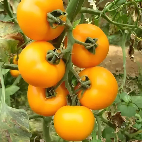 'Golden Apple' Tomato Seeds - Big Yellow Variety, High Yield, Disease Resistant