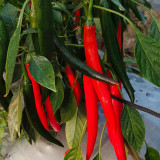 Meiren Chili Pepper Seeds - High-Yield Hot Pointed Pepper, Stable Yields, Aromatic Pungency & Disease Resistant