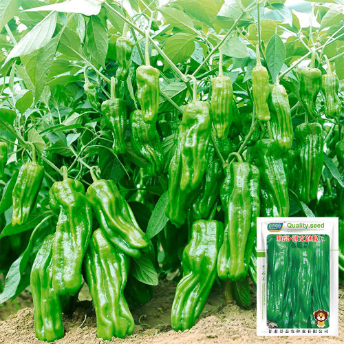 Crisp Thin-Skinned Chili Seeds - Wrinkled Emerald Green, Crisp & Spicy Flavor, High Production