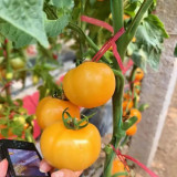 'Golden Apple' Tomato Seeds - Big Yellow Variety, High Yield, Disease Resistant