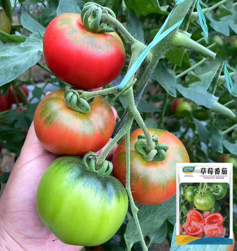 'Strawberry' Tomato Seeds - Mid-Early Maturing, Firm Pink Fruits, Excellent Eating Quality