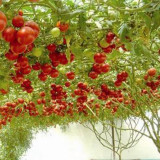 Shouguang Tomato Tree - Crack-Resistant, Sweet Flavor