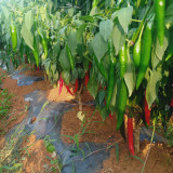 Meiren Chili Pepper Seeds - High-Yield Hot Pointed Pepper, Stable Yields, Aromatic Pungency & Disease Resistant