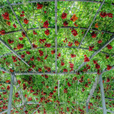 Shouguang Tomato Tree - Crack-Resistant, Sweet Flavor