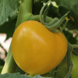 'Golden Apple' Tomato Seeds - Big Yellow Variety, High Yield, Disease Resistant