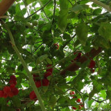 Shouguang Tomato Tree - Crack-Resistant, Sweet Flavor