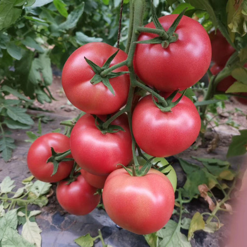 Belia Tomato Seeds - Pink, Indeterminate, Greenhouse Variety, Disease Resistant