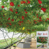 Shouguang Tomato Tree - Crack-Resistant, Sweet Flavor