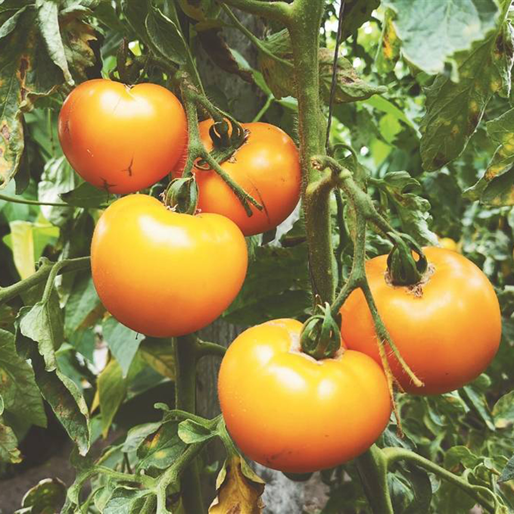 Golden Apple' Tomato Seeds - Big Yellow, High-Yield, Disease