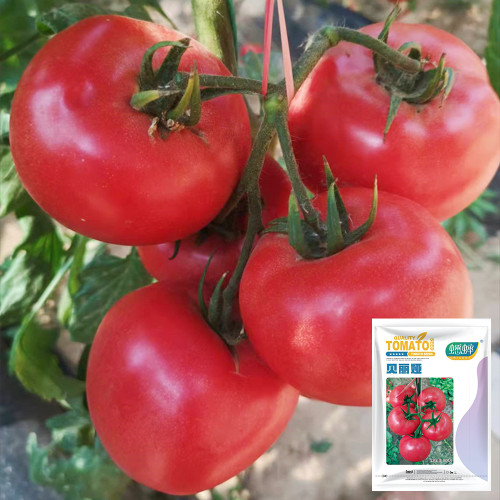Belia Tomato Seeds - Pink, Indeterminate, Greenhouse Variety, Disease Resistant