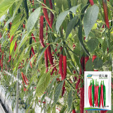 Meiren Chili Pepper Seeds - High-Yield Hot Pointed Pepper, Stable Yields, Aromatic Pungency & Disease Resistant
