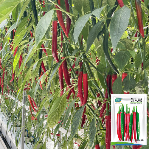 Meiren Chili Pepper Seeds - High-Yield Hot Pointed Pepper, Stable Yields, Aromatic Pungency & Disease Resistant