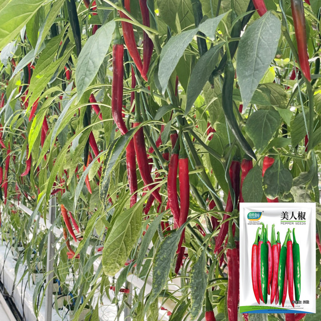 Meiren Chili Pepper Seeds - High-Yield Hot Pointed Pepper, Stable Yields, Aromatic Pungency & Disease Resistant