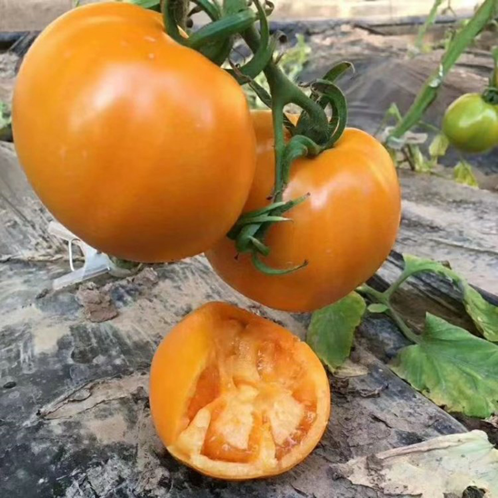 Golden Apple' Tomato Seeds - Big Yellow, High-Yield, Disease