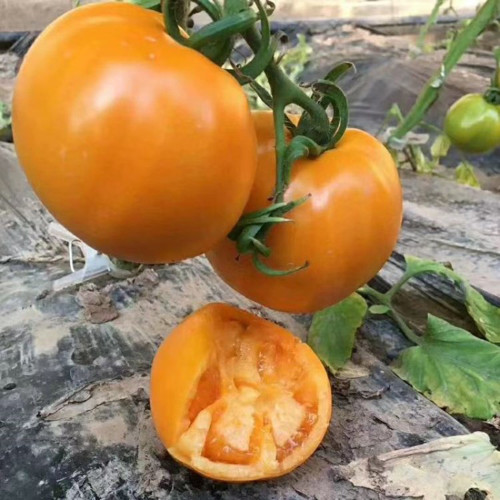 'Golden Apple' Tomato Seeds - Big Yellow Variety, High Yield, Disease Resistant
