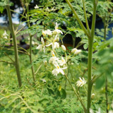Moringa tree Seeds - Fast-Growing, Edible, Medicinal, Ornamental