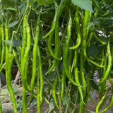 Hongtianxia String Pepper Seeds - Hybrid Variety, Long Pepper Seeds, Light Green Fruits, Crisp & Moderately Spicy